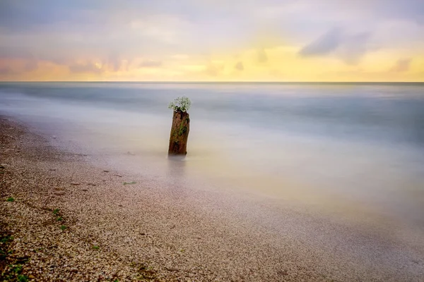 Paisaje Marino Minimalista Viejo Muñón Agua Por Mañana Temprano Larga —  Fotos de Stock