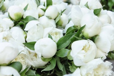 Beyaz şakayıklar çiçek tomurcukları. Yakın plan. Seçici yumuşak odak.