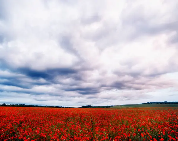 Campos Rojos Florecientes Amapolas Cielo Sombrío Dramático —  Fotos de Stock