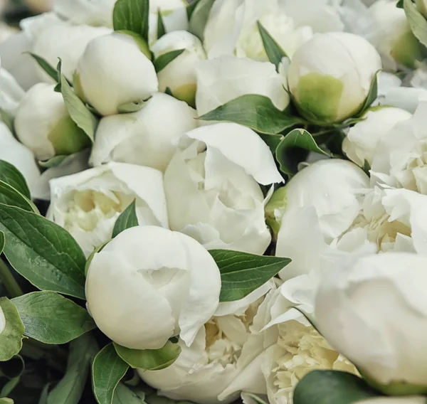 White Peonies Flower Buds Close Selective Soft Focus — 스톡 사진