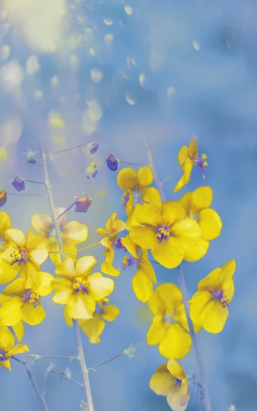 Нежные Луговые Цветы Диких Орхидей Мягкие Нежные Цвета Весенних Цветов — стоковое фото