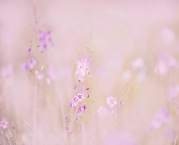 Fiori Lilla Prato Gentili Orchidee Selvatiche Colori Delicati Morbidi Dei — Foto Stock