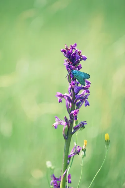 Sanfte Lila Wiesenblumen Von Wilden Orchideen Und Perlmutt Schmetterling Das — Stockfoto