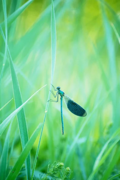 Dragonfly Met Blauwe Vleugels Een Lemmet Gras Onder Het Groene — Stockfoto