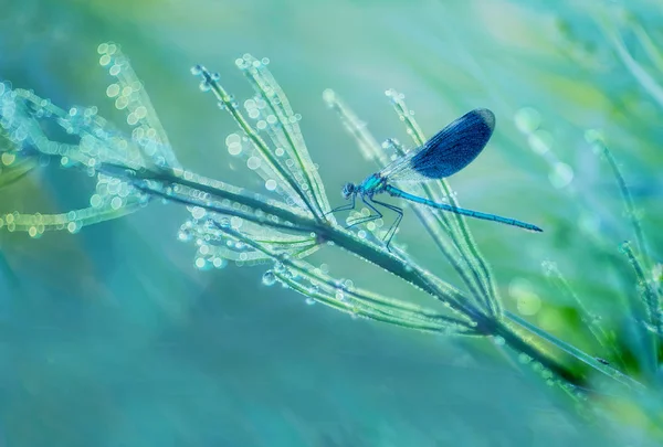 날개를 잠자리가 초록잔디 사이에 풀잎에 날아간다 초원에서 — 스톡 사진