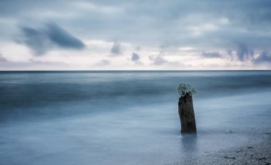 Minimalist deniz manzarası. Sabahın erken saatlerinde suda yaşlı bir kütük. Uzun pozlama.