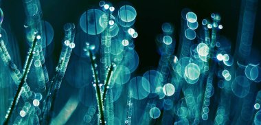 Odaklanmaolmadan soyut görüntü. sabah çayır doğal yeşil arka plan üzerinde çiy köpüklü damla bitki.