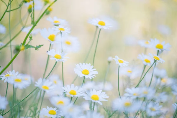 Zarte Gänseblümchen Blühen Einem Sonnigen Tag Auf Der Wiese Weiches — Stockfoto
