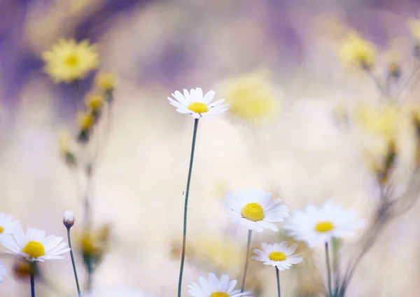 Ніжні Ромашкові Квіти Лузі Сонячний День Яка Ніжна Фотографія Вибірковим — стокове фото