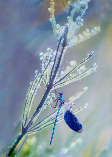 Стрекоза Голубыми Крыльями Травинке Среди Зеленой Травы Ранним Утром Лугу — стоковое фото