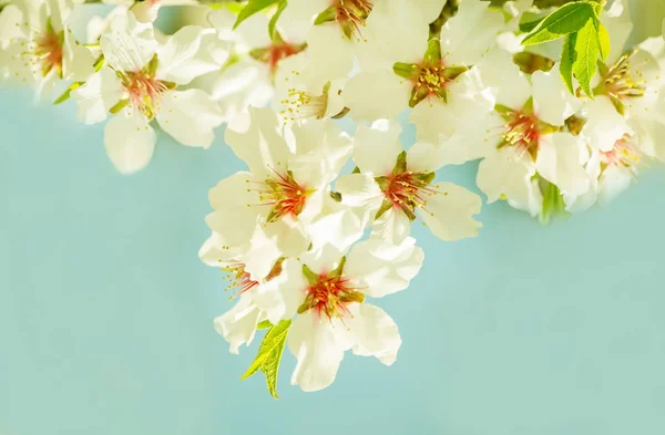 Une Photo Magique Des Jardins Fleuris Printemps — Photo