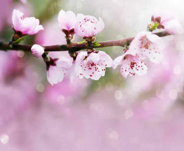 Svěží Kvetoucí Růžové Květy Broskvového Stromu Zahradě — Stock fotografie