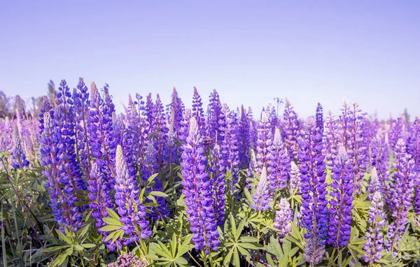 Blommor Lila Lupiner Ängen — Stockfoto