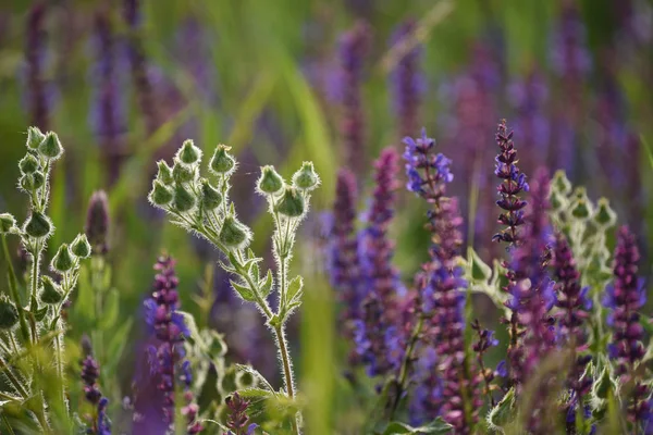 Campo Hermosas Flores Prado Salvia Floreciente —  Fotos de Stock