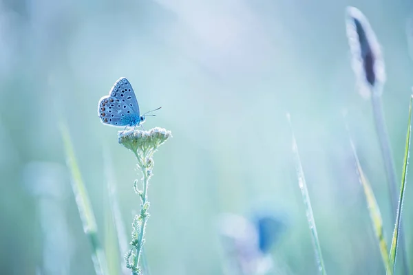 Μια Μικρή Μπλε Πεταλούδα Στο Κεφάλι Ενός Λουλουδιού Ένα Λιβάδι — Φωτογραφία Αρχείου
