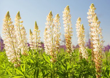 Çayırda çiçekler beyaz lupins.