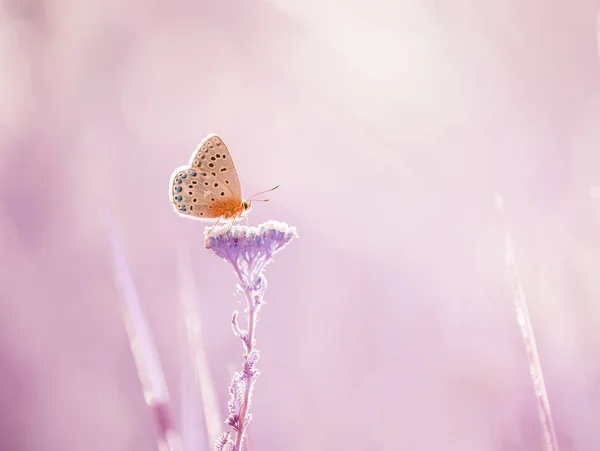 草地上一朵雅罗花上的小蝴蝶 艺术招标照片 — 图库照片
