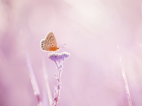 Little butterfly  on a yarrow flower in a meadow. Artistic tender photo.