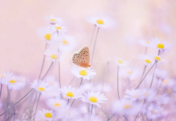 草地上雏菊花上的小蝴蝶 艺术招标照片 — 图库照片