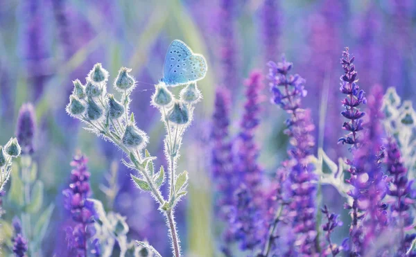 牧草地のセージの花の上の優しい小さなブルーバードの蝶 芸術的な入札写真 — ストック写真