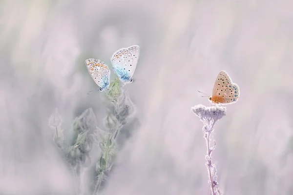 两只温柔的蝴蝶在花上 一只孤独地放在第三朵 蝴蝶和植物的艺术照片 — 图库照片
