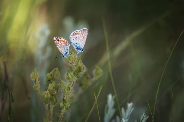 Ένα Ζευγάρι Πεταλούδες Κάνει Έρωτα Ένα Λουλούδι — Φωτογραφία Αρχείου