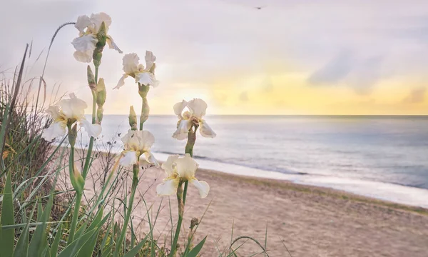 Seascape in the early morning. Flowers wild irises on the beach.