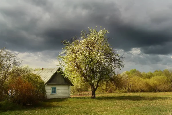 古い丸太小屋と開花果樹 田舎のヴィンテージレトロな景色 ウクライナの村 — ストック写真