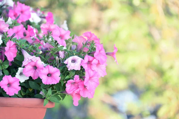 Balkon Çekmecesinde Narin Çiçekler Sulfinium Muhteşem Bloom — Stok fotoğraf