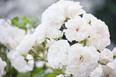 Gür çiçeklenme çay beyaz güller. Close.