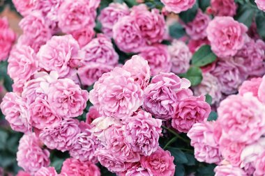 Bahçede yemyeşil çiçek açan pembe güller. Doğal yaz bahçesi arka planı. Vintage hipster tarzı.