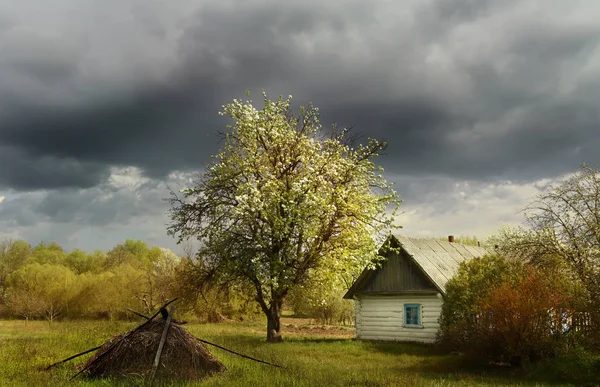 Cabină Veche Bușteni Șipomi Fructiferi Înfloriți Timpul Unei Furtuni Satul — Fotografie, imagine de stoc