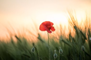 Gün batımında yeşil tahıl kulakları bir alan arasında bir haşhaş çiçeği. Sanat fotoğrafı.
