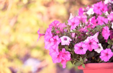 Balkon çekmecesinde narin çiçekler sulfinium muhteşem Bloom.