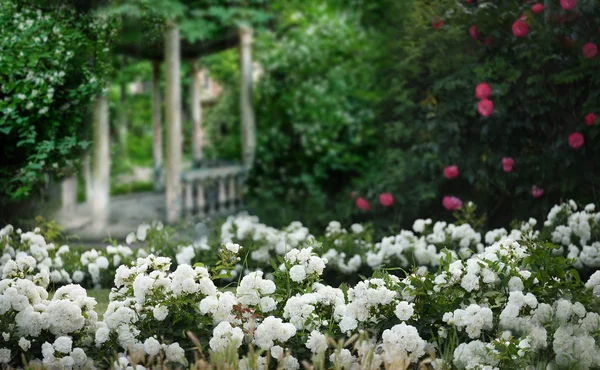 咲くジャスミンと白いバラのふわふわの花の茂みの中で古い台無しのガゼボ レトロなヴィンテージスタイル — ストック写真