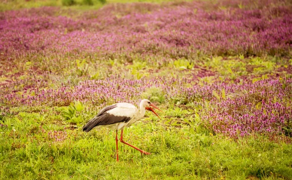 Pájaro Cigüeña Prado Con Flores Está Buscando Comida — Foto de Stock