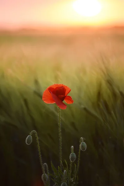 Una Flor Amapola Entre Campo Espigas Cereales Verdes Atardecer Foto —  Fotos de Stock