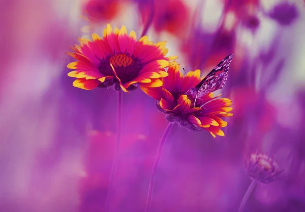 在夏日草地上 在鲜艳的雏菊上 莫特利明亮的蝴蝶 夏天的心情 艺术招标照片 — 图库照片