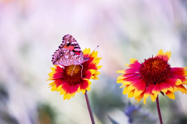 Motley Světlé Motýly Zářivě Barevných Sedmikráchách Letní Louce Nálady Létě — Stock fotografie