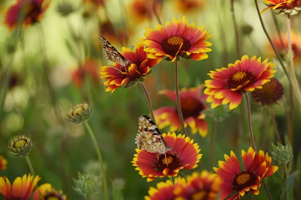 在夏日草地上 在鲜艳的雏菊上 莫特利明亮的蝴蝶 夏天的心情 艺术招标照片 — 图库照片