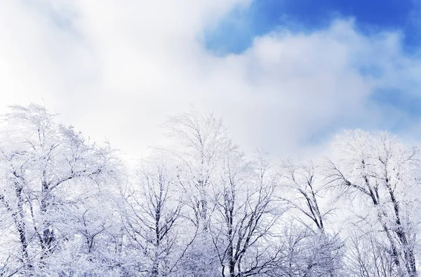 Árboles Blancos Como Nieve Las Heladas Campo Invierno Hada Paisaje — Foto de Stock