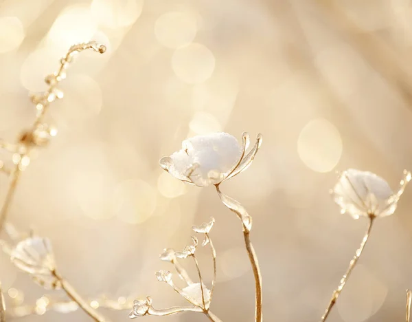 Délicate Fleur Toiles Araignée Recouvertes Givre Blanc Herbe Dans Prairie — Photo