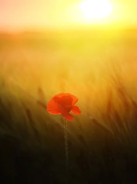 Poppy Flower Field Green Cereal Ears Sunset Art Photo — Stock Photo, Image