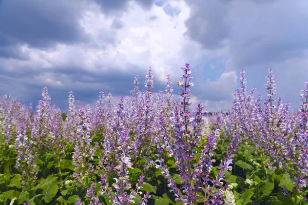 Blommande Försiktigt Lila Blommor Salvia Fältet — Stockfoto