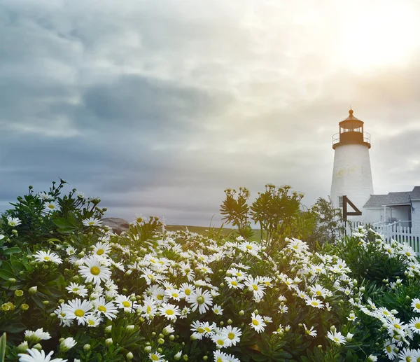 Leuchtturm Meer Und Blühende Gänseblümchen Usa Maine Küste Des Atlantischen — Stockfoto