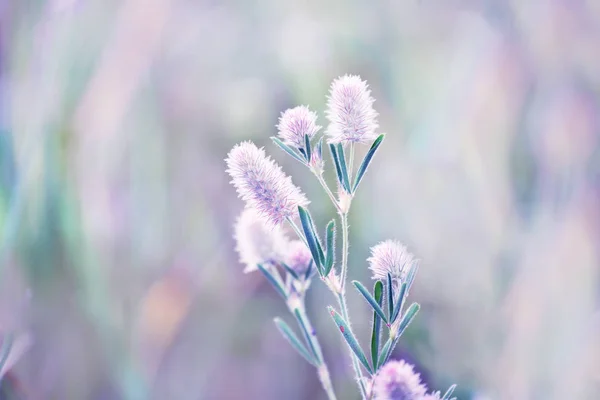 Zachte Pluizige Lila Bloemen Plant Zomer Weide — Stockfoto