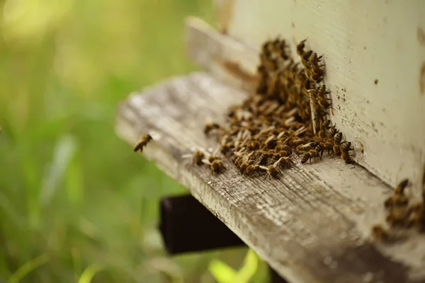 Bees Flying Hive Garden Close Soft Selective Focus — Stock Photo, Image