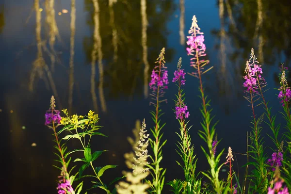 Dark lake in the forest and flowers on the shore.