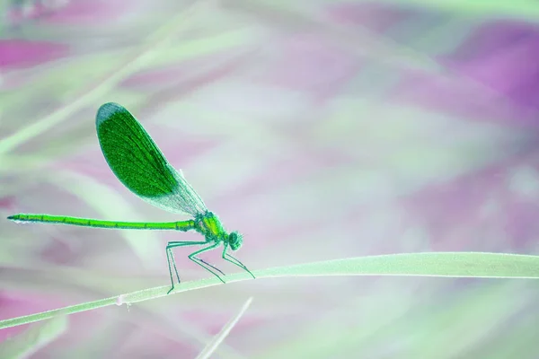 Dragonfly Ostrze Trawy Wśród Zielonej Trawy Wczesnym Rankiem Łące — Zdjęcie stockowe