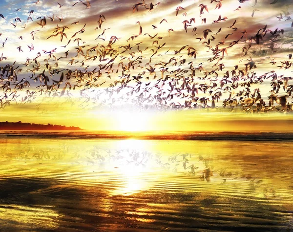 Fantastic view of the ocean coast at dawn and many birds flying in the sky, reflected in the sand on the shore.Early beautiful morning on the Atlantic Ocean. USA. Maine.